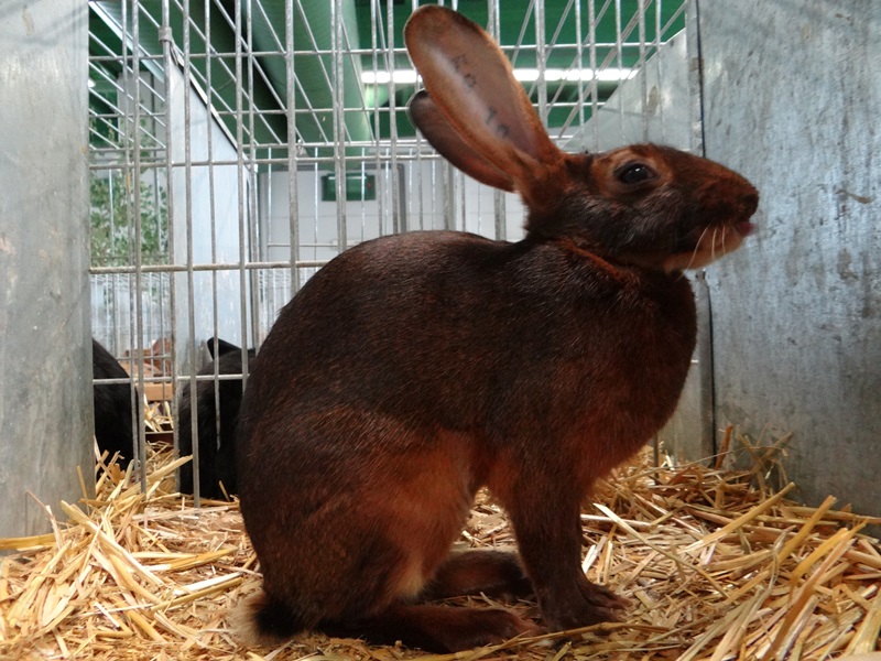 Бельгийский заяц красно-коричневый.  ZAJECI divoce zbarveny ohnivy