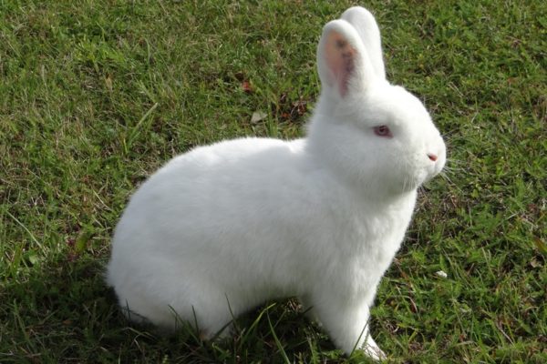 Новозеландская белая порода кроликов