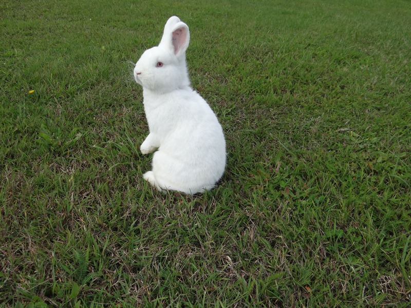 Новозеландский белый кролик НЗК