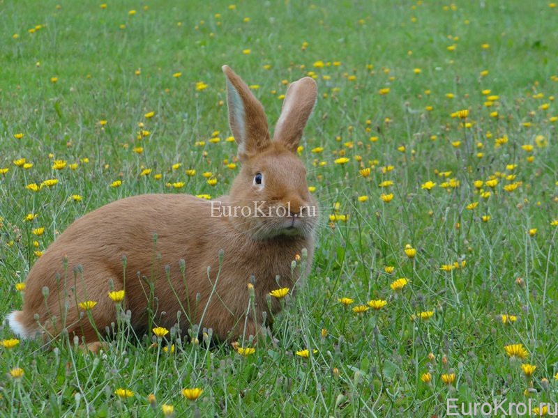 Бургундский кролик из Европы
