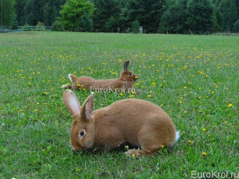 Два бургундских кролика