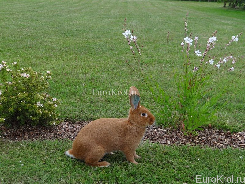 Бургундский кролик в Латвии