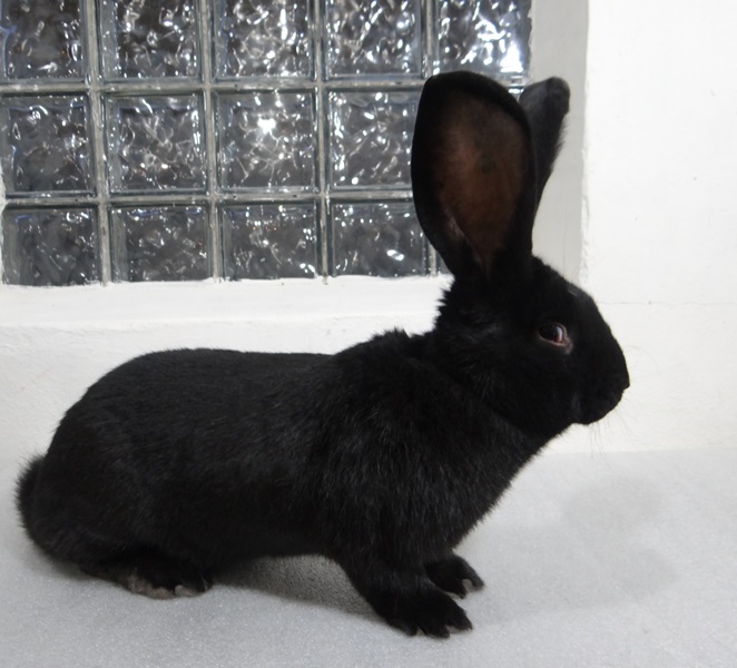 Кролик породы ризен (фландр). Окрас чёрный.