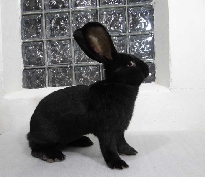 Кролик ризен (фландр). Окрас чёрный