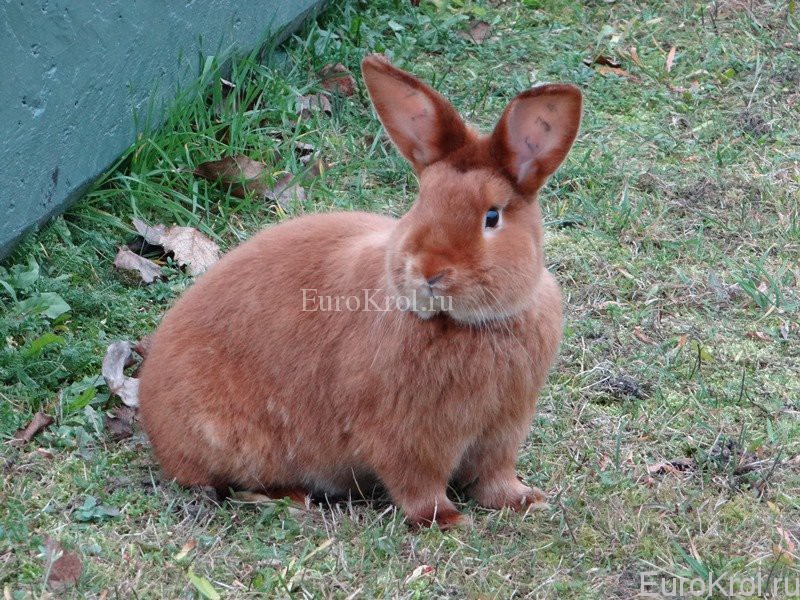 Красный сатиновый кролик из Европы