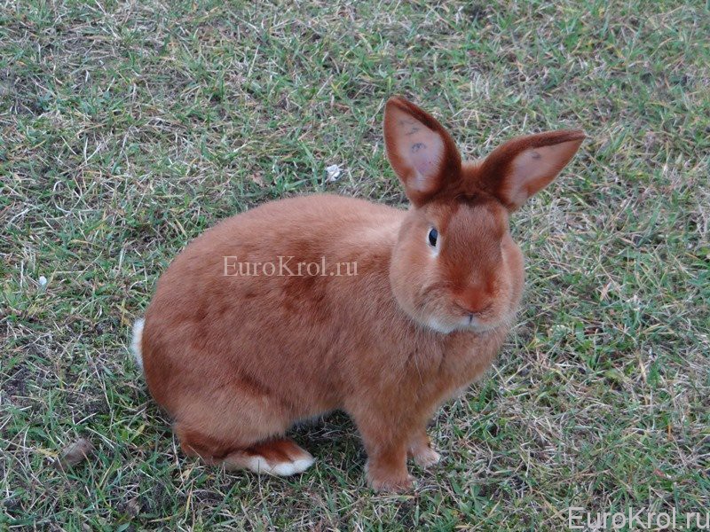 Красный сатиновый кролик