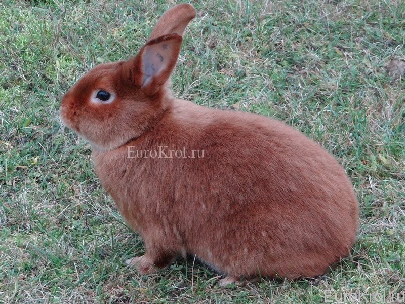 Кролик породы Satin-Rot