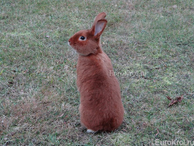 Кролик породы сатин красного окраса