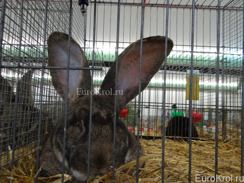 Кролик ризен на выставке в Германии