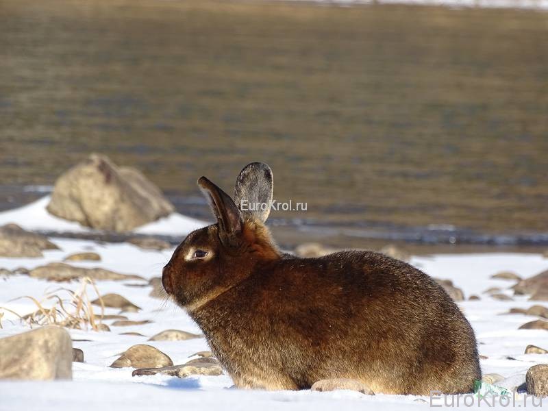 Кролик сатиновый кастор на речке