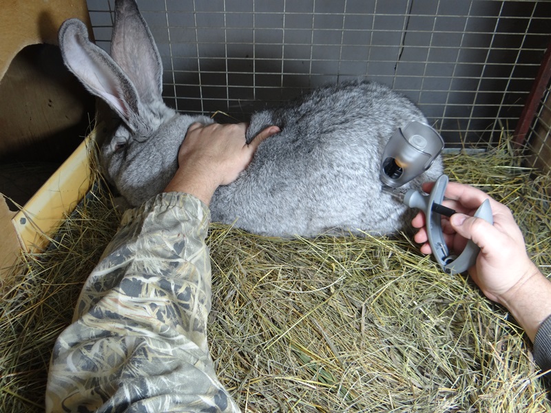 Инъектор для вакцинации кроликов