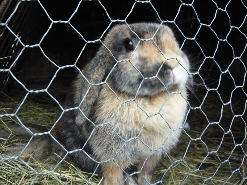 Ферма кроликов в Чехии