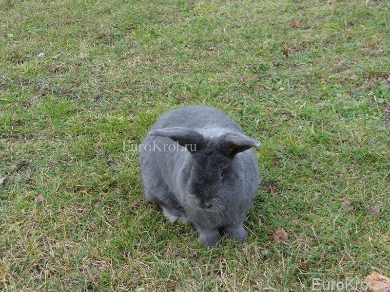 Порода кролика Moravský modrý