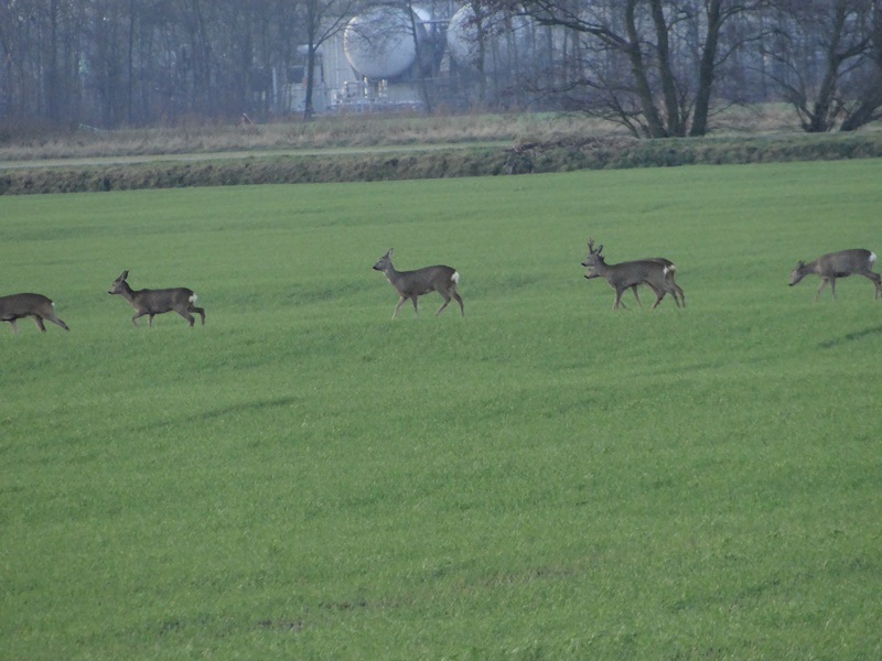 Животные на полях Голландии