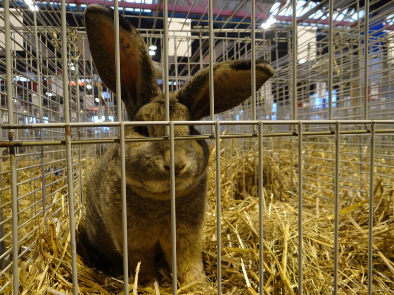 Кролики фламандский гигант