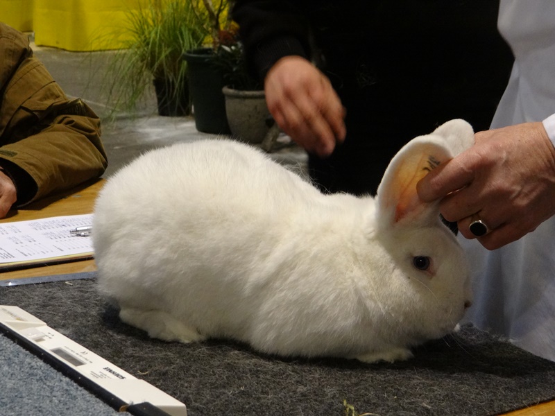 Кролик венский белый