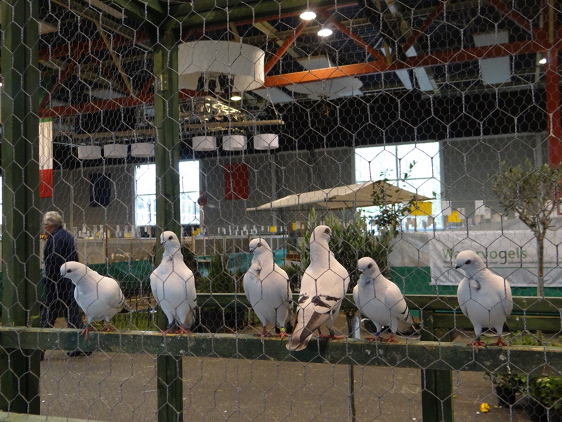 Голуби на выставке NOORDSHOW 2014