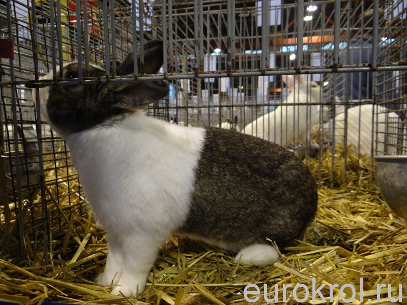 Кролик породы Голландский