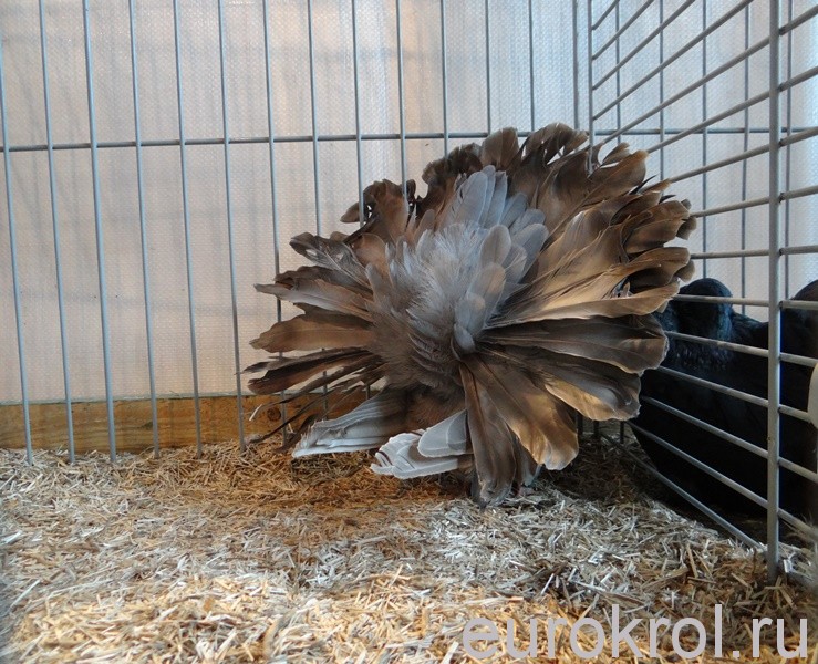 Голуби на выставке кроликов в Голландии