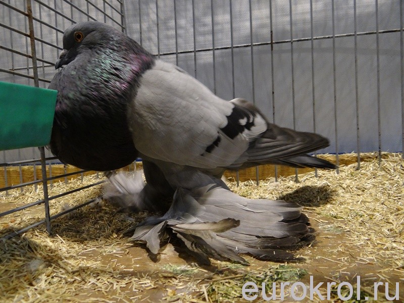 Выставка кроликов и голубей Европашоу 2014