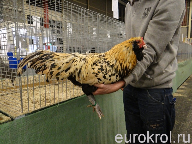 Утки, куры и кролики на выставке в Голландии