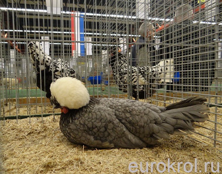 Птица на выставке в Голландии