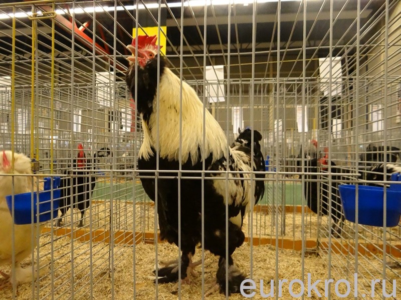 Птица на выставке в Голландии