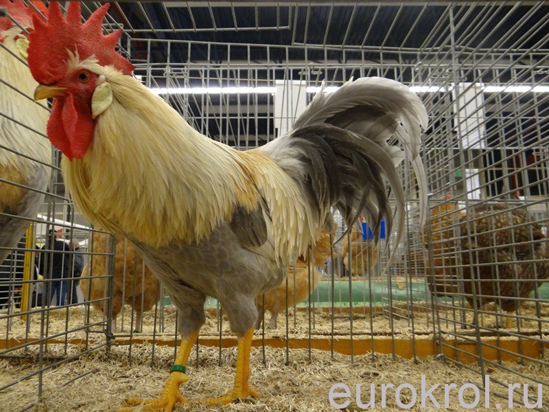 Выставка кроликов, кур и голубей в Голландии
