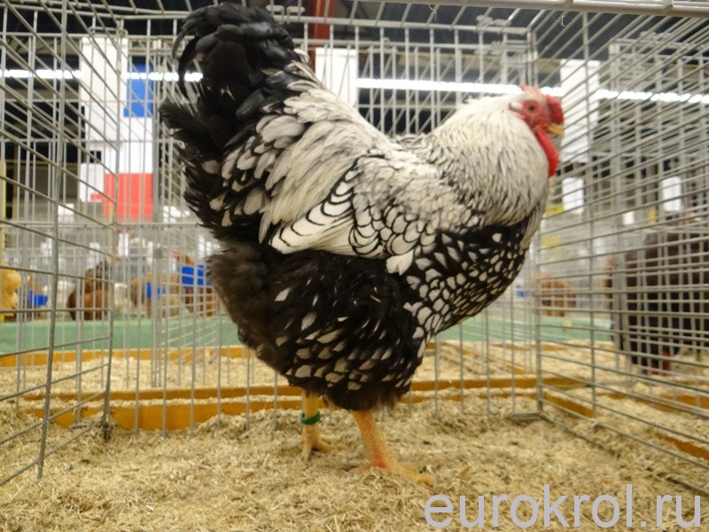 Выставка кроликов, кур и голубей в Голландии