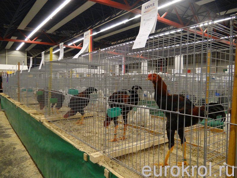 Европейская выставка животных