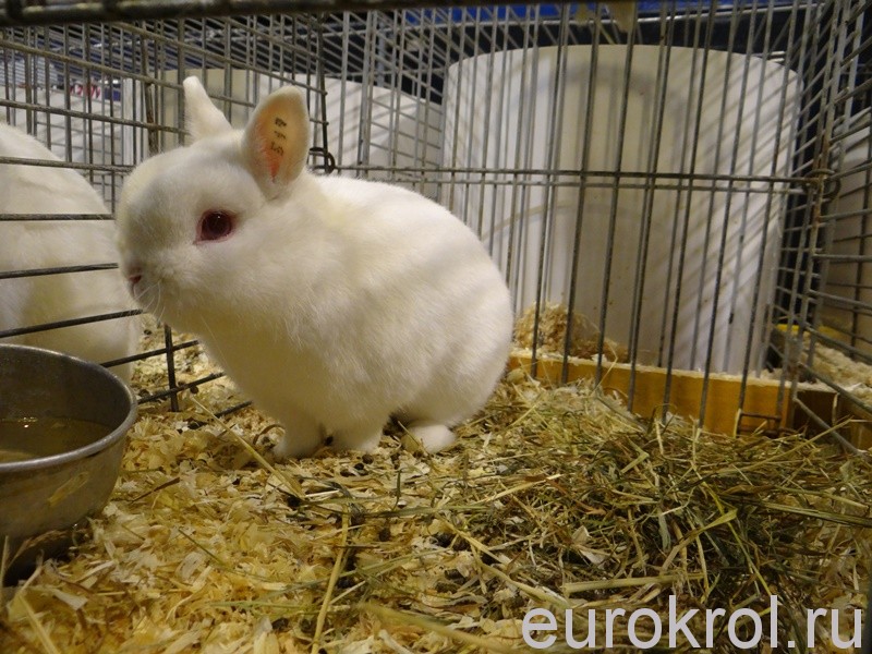 Нидерландские карликовые кролики на выставке в Голландии