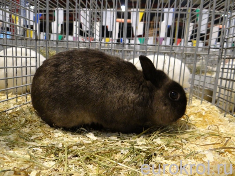 Кролик карликовый мардер на выставке в Голландии