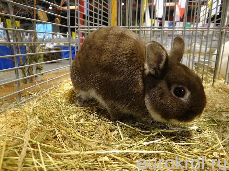 Нидерландский карликовый кролик коричневоостевой