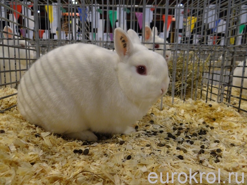 Выставка карликовых кроликов в Голландии