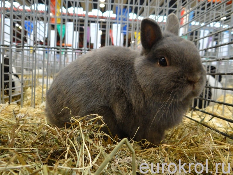 Кролики в Голландии на выставке