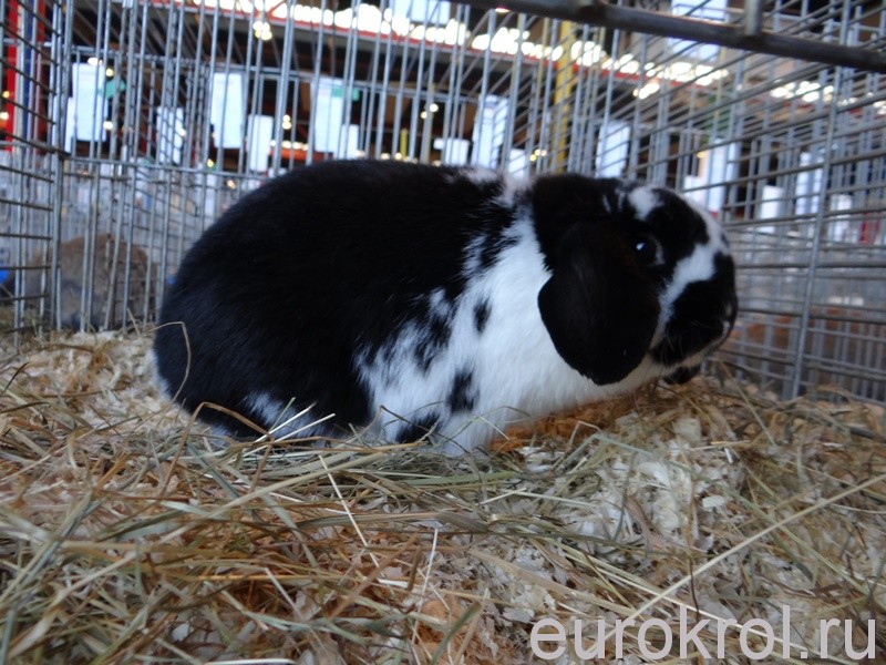 Карликовые вислоухие кролики на выставке в Голландии