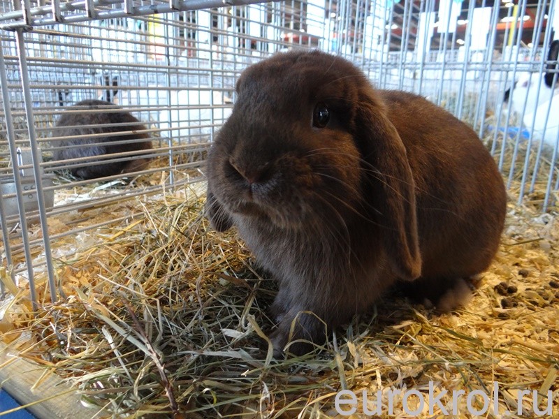 Карликовые вислоухие кролики на выставке в Голландии