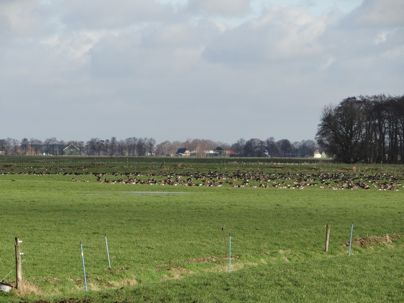 Животные на полях Голландии