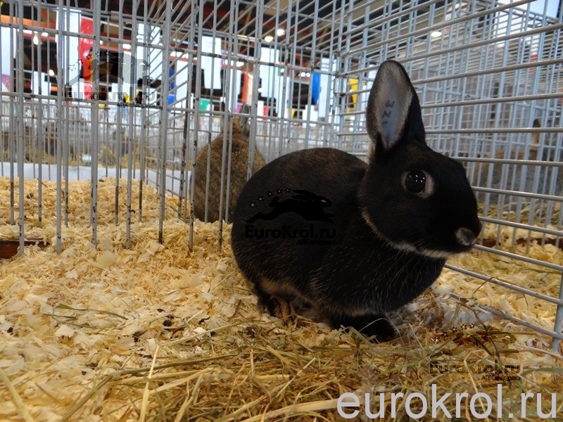 Карликовые кролики на выставке в Голланди