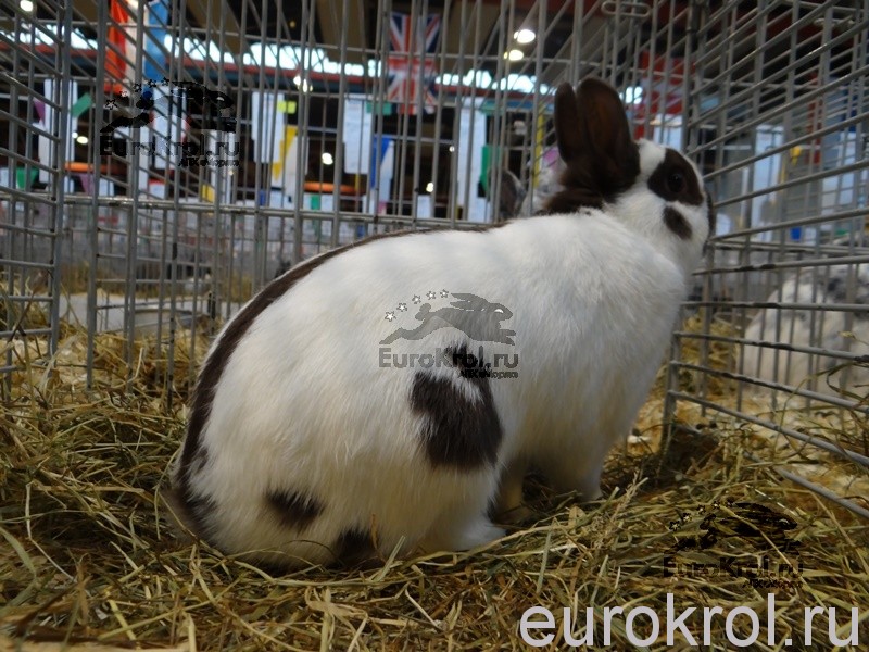Карликовые кролики в Голландии