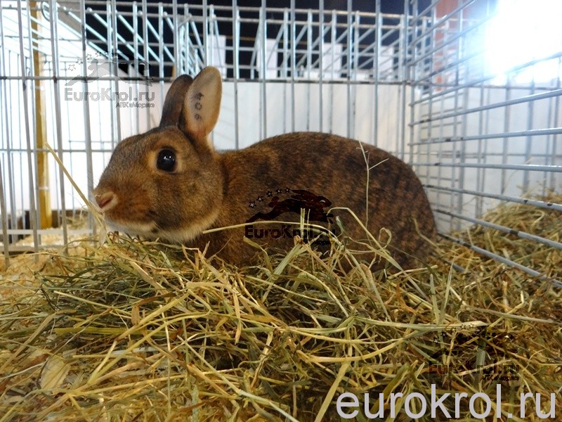 красно-коричневый карликовый кролик