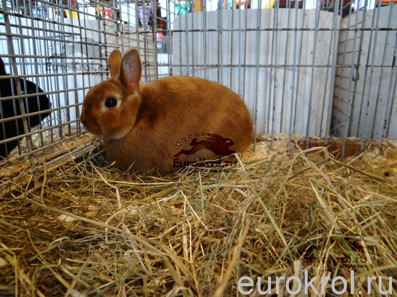 Карликовый красный сатиновый кролик