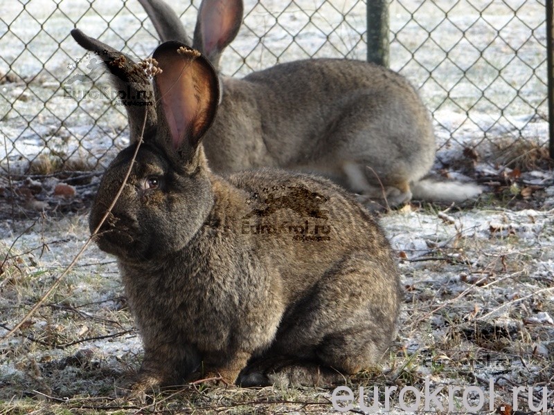 Кролики фландры из Голландии