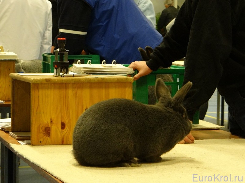 Выставка кроликов в Дании