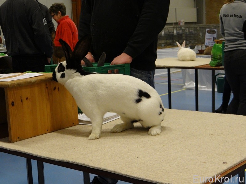 Выставка кроликов в Дании