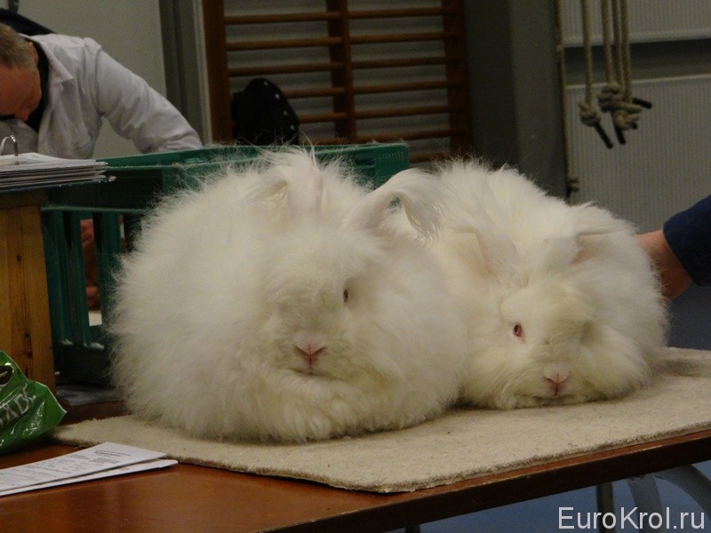 Выставка кроликов в Европе