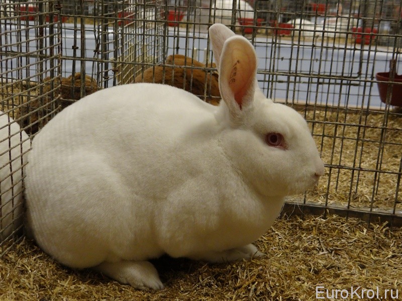 Кролики рексы на выставке в Дании