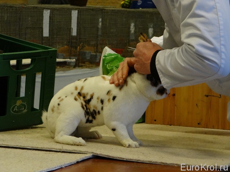 Кролики рексы на выставке в Дании