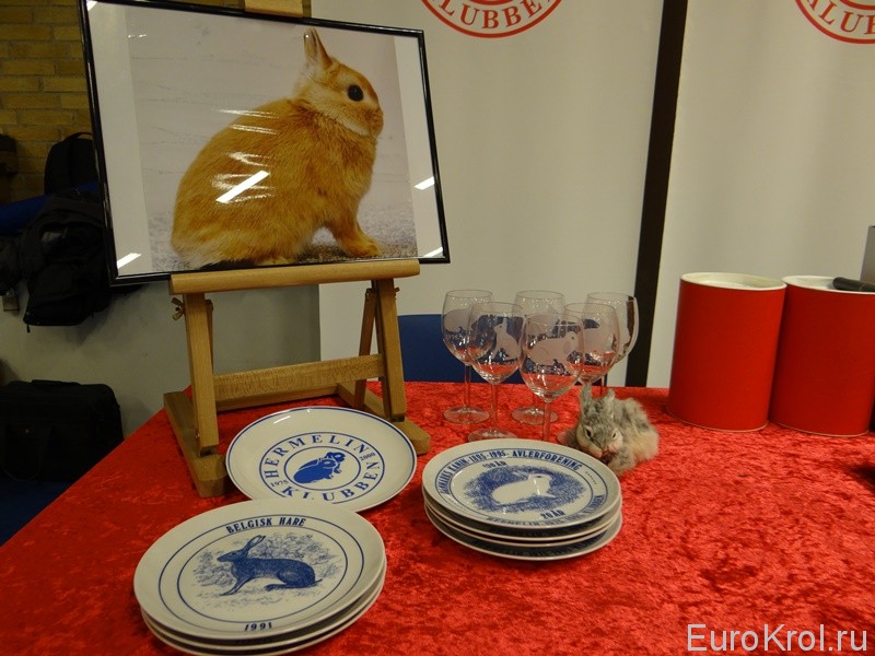 Выставка карликовых кроликов в Дании