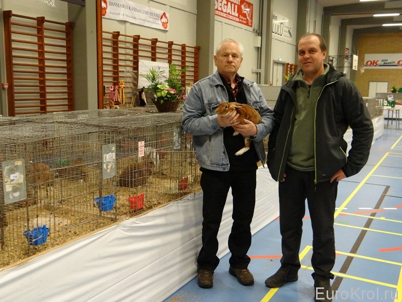 Европейская выставка кроликов